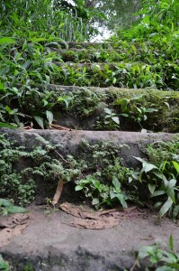 steps,natural,old